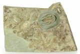 Early Cambrian Fallotaspis - Tazemmourt, Morocco #252085-1